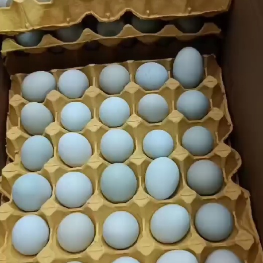 武汉绿壳土鸡蛋