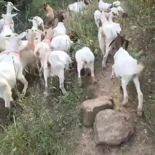 澧县散养山羊