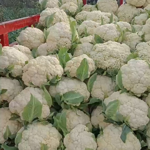 广汉市有机花菜，