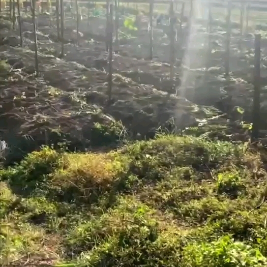 永州高山虎爪姜，口感:香、辣、脆味道十分浓厚。