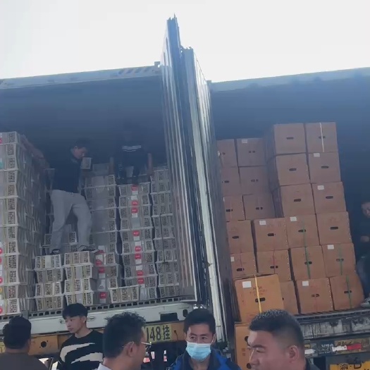 广州越南金枕榴莲现货   一斤22 不包物流