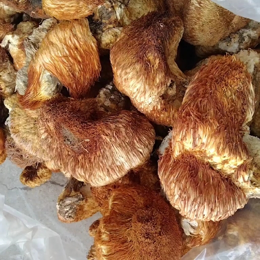 海林市野生猴头菇，东北深山里采摘