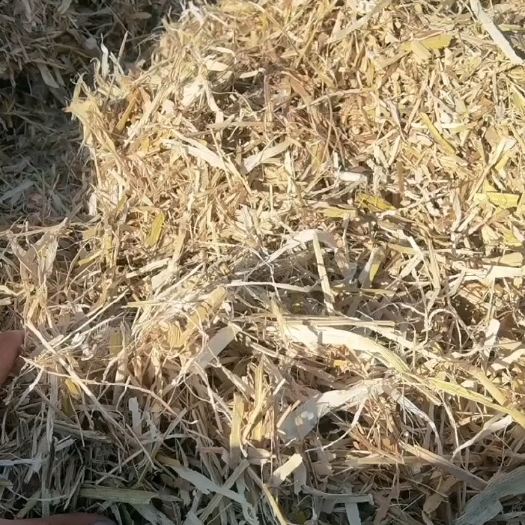 神池县揉丝玉米秸秆