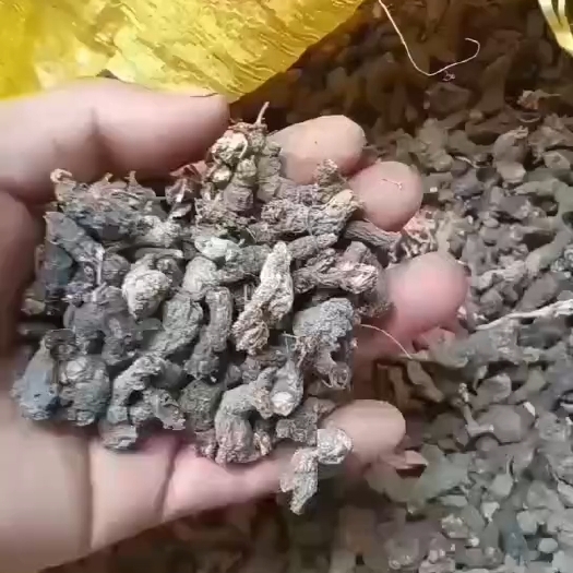宜昌天葵子