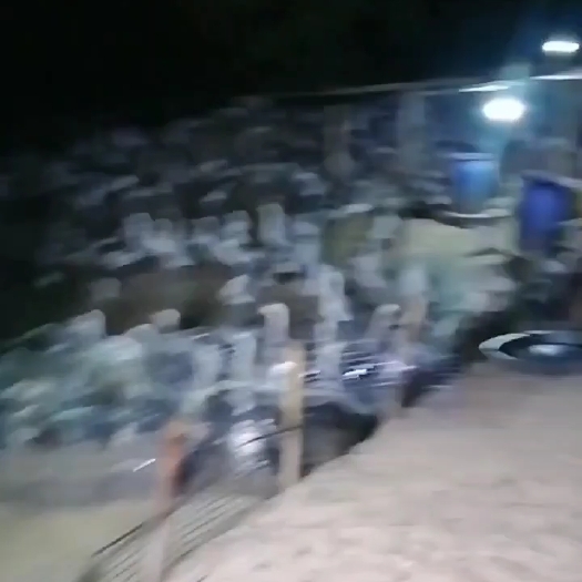 阳江活鹅
