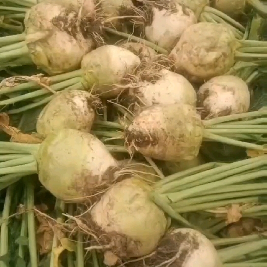 金沙县大头菜
