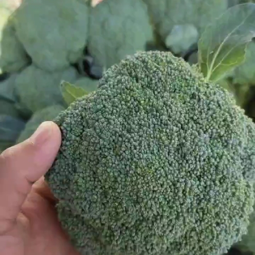潜江市大量供应西兰花