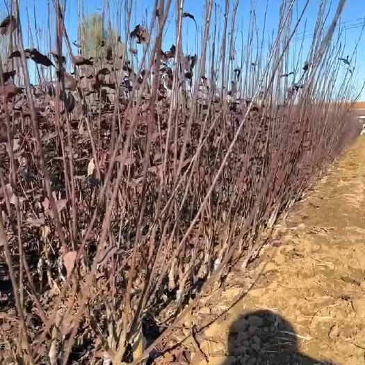 滦南县紫叶矮樱 核心产区，新疆甘肃直供