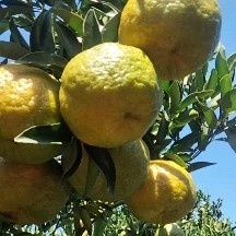 南靖县芦柑，酸甜，11月25日，统货3.5