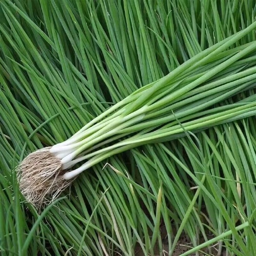 菏泽新鲜小香葱现挖鲜嫩发芽葱加工厂商超分葱