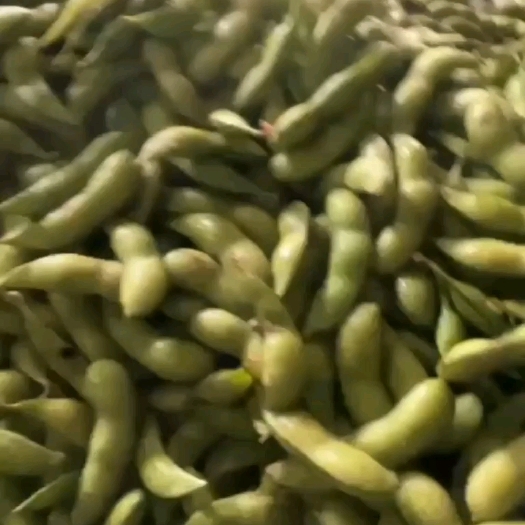 儋州市海南毛豆，粒粒饱满，你值得拥有！#产地直发
