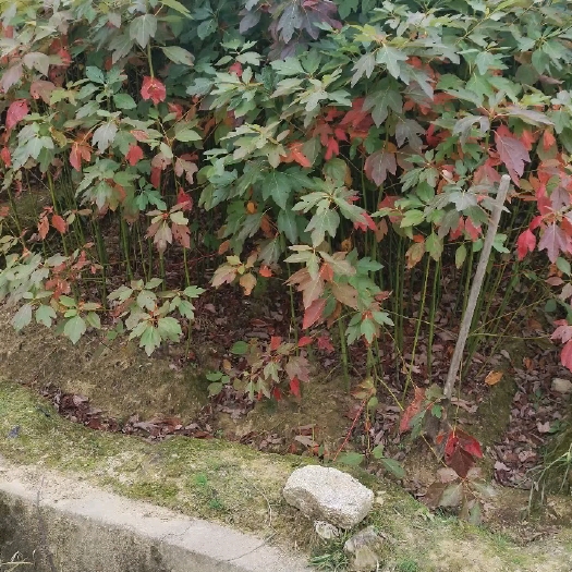 九江擦树地苗，杯苗。