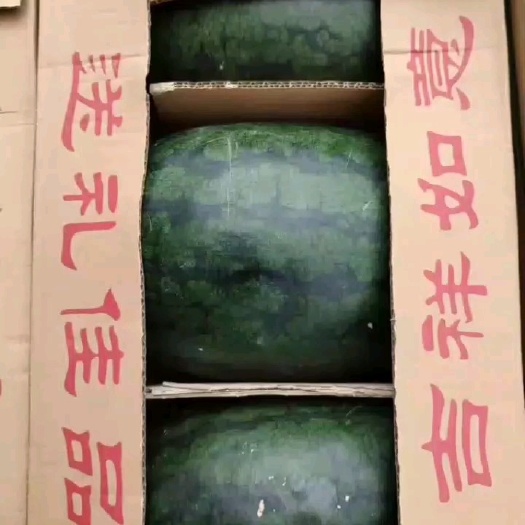 昌乐县越南黑美人电商瓜