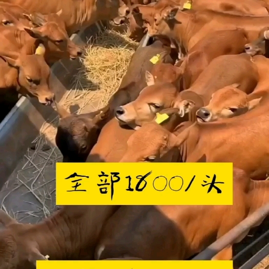 改良牛犊 每头补贴1800元/头 买十头送铡草机 包送到家