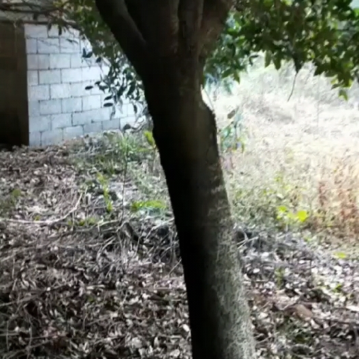 八月桂花树