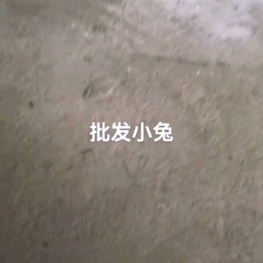 长期出售兔苗，肉兔，种兔
