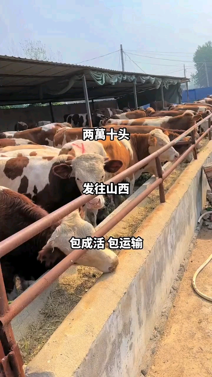西门塔尔牛苗  买十送铡草机  补贴1000元/头 包送到家