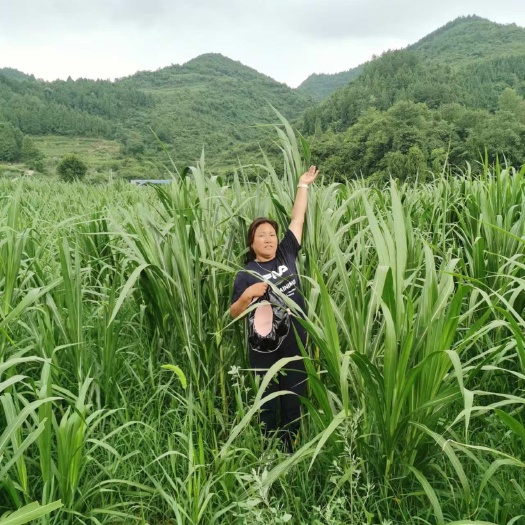 凤冈县出售牧草禾木科“牧蔗一号”，粗蛋白10—16