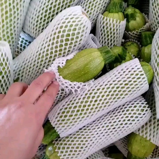 建水县西葫芦