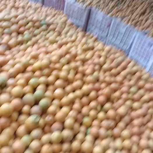 新宁县脐橙榨汁果，罐头果大量供应！