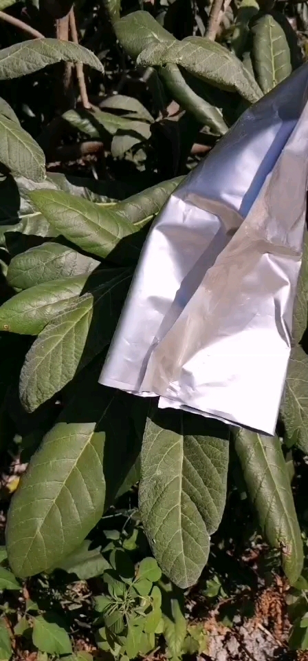 云霄县枇杷专用套袋（铂金纸袋）