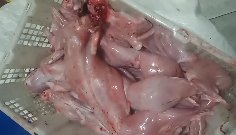 广平县二斤半左右现杀兔肉，平均二斤半左右！去头去心肝！规格齐全