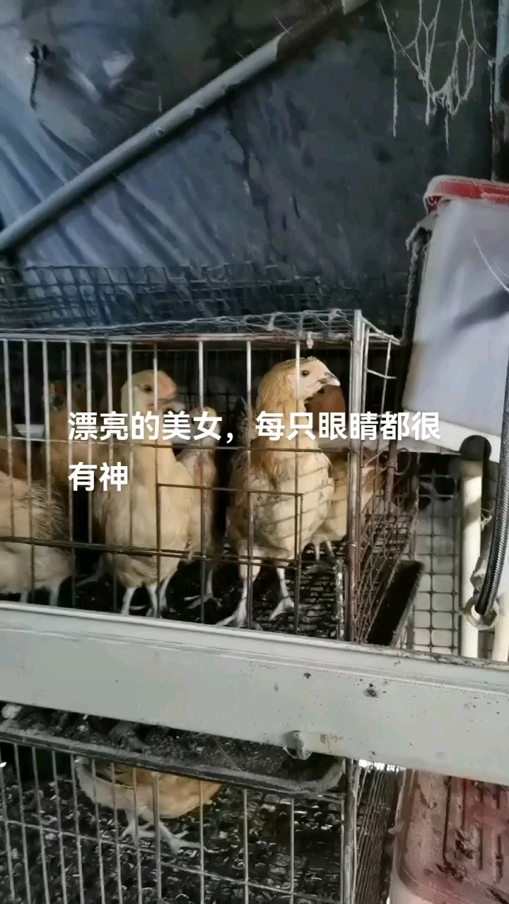 红瑶鸡 供货红瑶脱温苗1.2