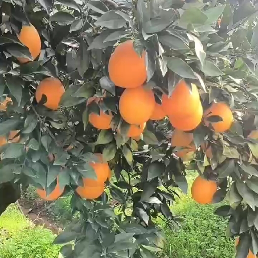 秭归县纽荷尔脐橙 湖北宜昌秭归鲜果供应 产地物流发 货