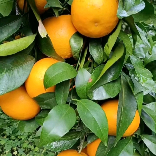 云南高原沃柑上市了