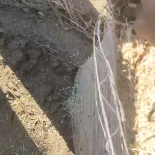 寿阳县牛羊草