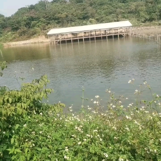 肇庆黑粽鹅