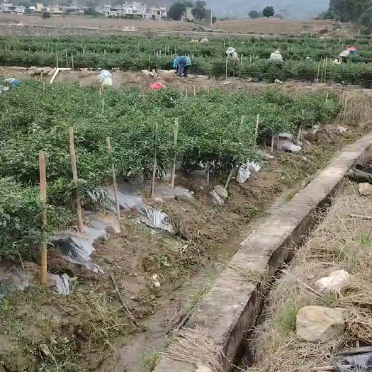 石屏县朝天椒