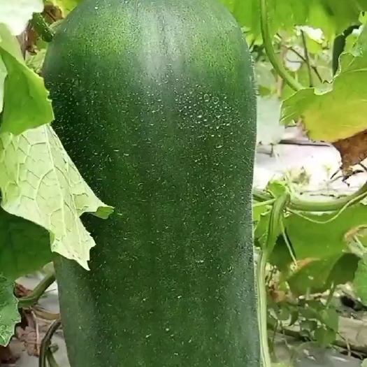 博罗县东瓜