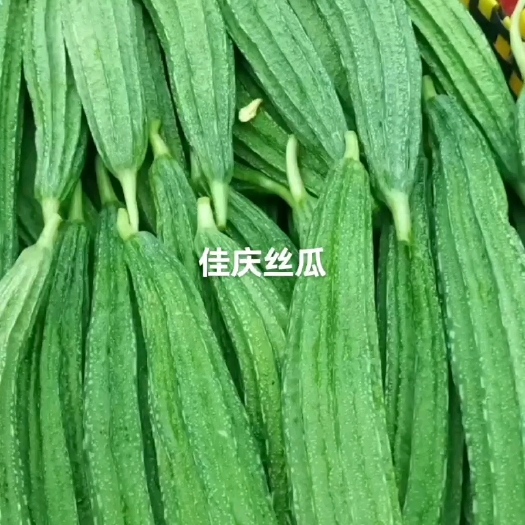广州佳庆丝瓜种子