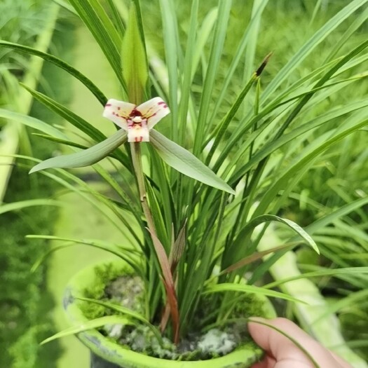 成都春兰带花苞统货商品草