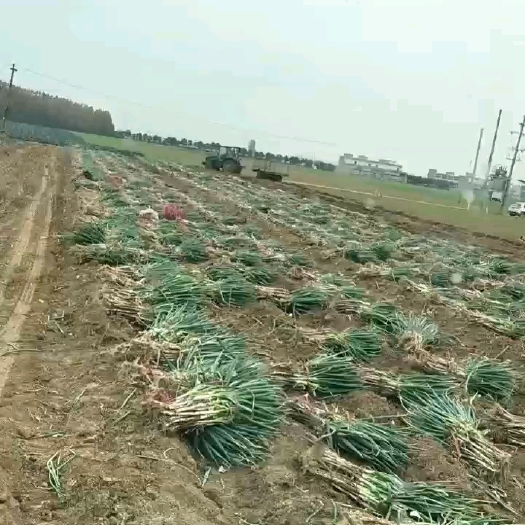 新野县产地直发，质优价廉