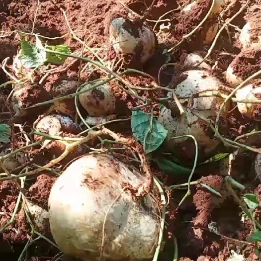 冕宁县里庄地瓜，多汁化渣，香甜可口