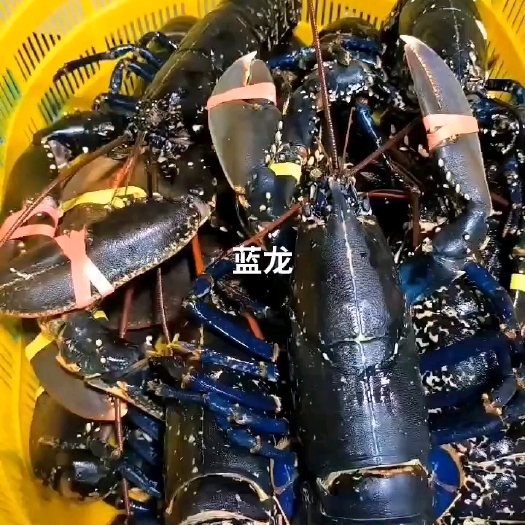 广州蓝龙