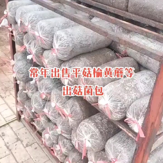 淄博常年出售平菇榆黄蘑等出菇菌包
