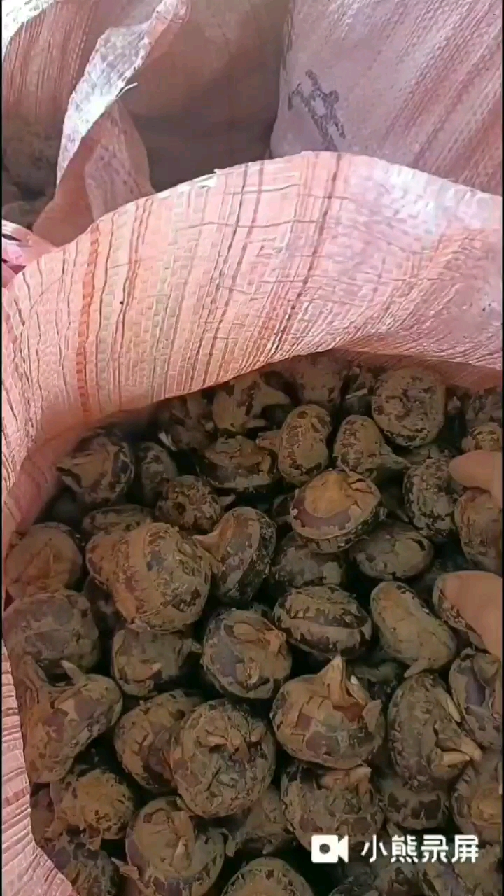 马蹄
