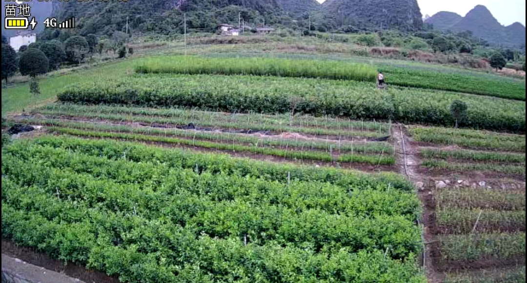 大白苗木經(jīng)營(yíng)部