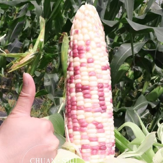 绵阳彩色甜加糯玉米种子花甜糯玉米种籽彩甜糯花糯玉米种子花包谷