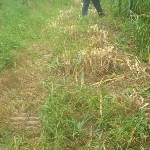 凤冈县牧草（青储）销售