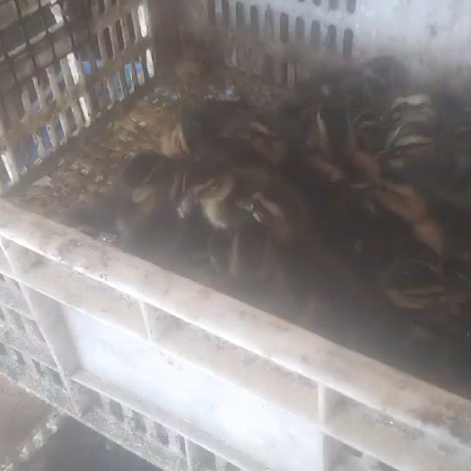 清远水鸭苗