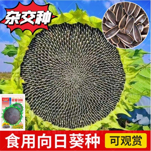 向日葵种孑花种籽子矮四季播种开花高杆观赏盆栽庭院食用葵花