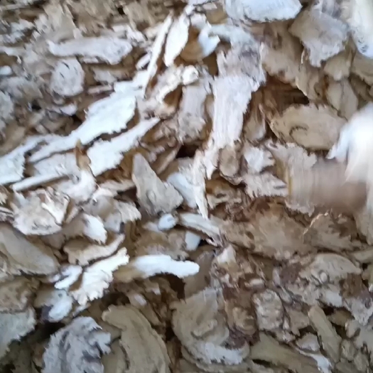 岷县当归片