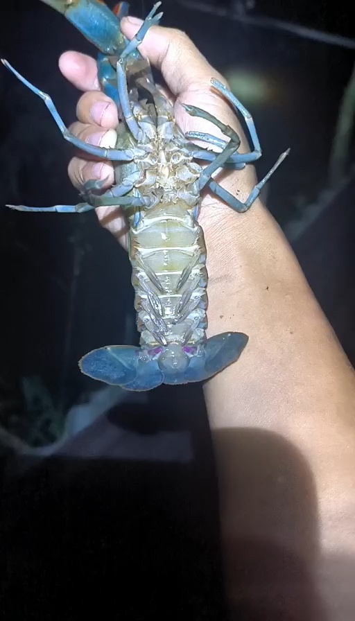 玉林澳洲淡水小龙虾（蓝龙虾）