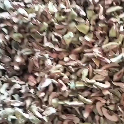 来宾王不留行