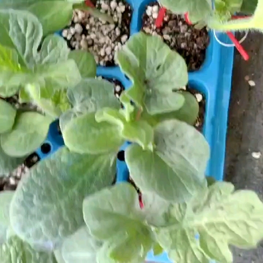 西瓜苗 冰糖小王子礼品西瓜苗 嫁接西瓜苗 早熟 短椭圆形