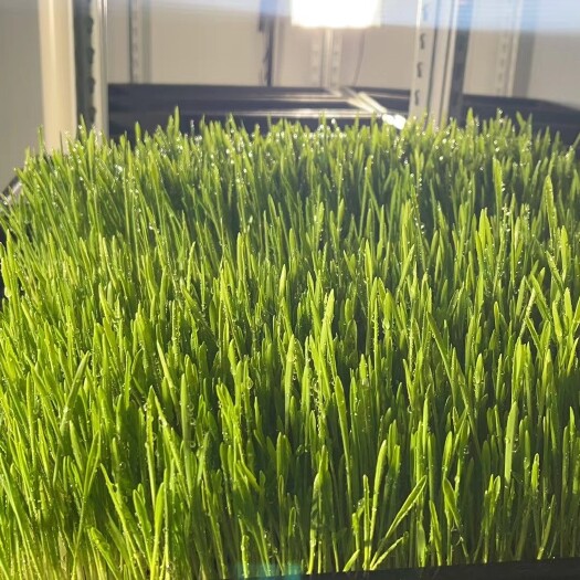 三河市鲜大麦苗全营养饲料颗粒